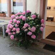 Vernissage-1