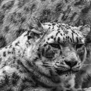 Black and White 11