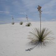 White Sands NP, New Mexico, USA