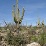 Saguaro NP, Arizona, USA