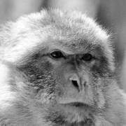 Affe-Nr-1