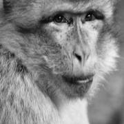 Affe-Nr-2