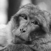 Affe-Nr-3