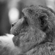 Affe-Nr-4