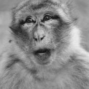 Affe-Nr-6