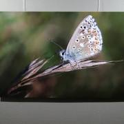 Naturfotografie 1