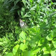 Natur 02