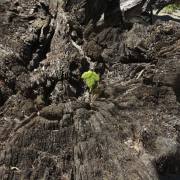 Natur 04