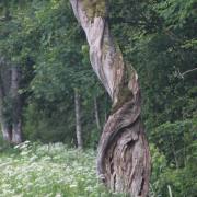 Natur 05
