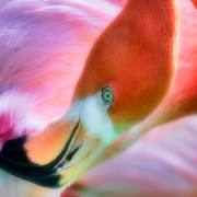 01-Flamingo