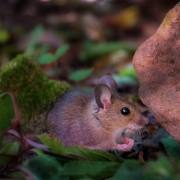 04-Gartenmaus