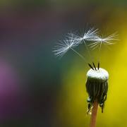 DSCF6238