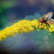 03-Fliege-an-Bluetenstrauch