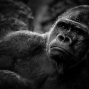 01-Gorilla