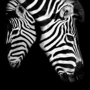 09-Zebra-Doppelkopf