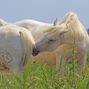 Camargue-Pferde I
