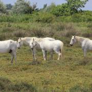 Camargue-Pferde II