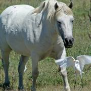 Camargue-Pferde III