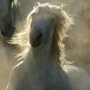 Camargue-Pferde IV