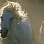 Camargue-Pferde V