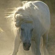 Camargue-Pferde VI