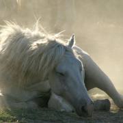 Camargue-Pferde VII