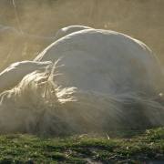 Camargue-Pferde VIII