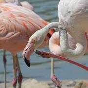 Flamingos I
