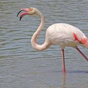 Flamingos II