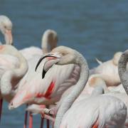 Flamingos III