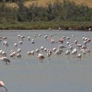 Flamingos IV
