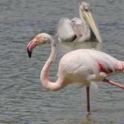 Flamingos V