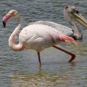 Flamingos VI
