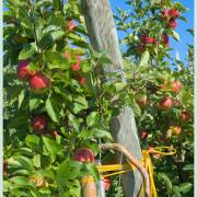 FCD-Homepage Kirchzarten