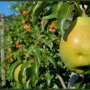 FCD-Homepage Kirchzarten