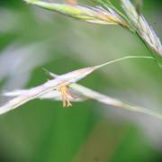 Klaus 1