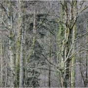 Wald 4