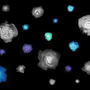 Space of roses