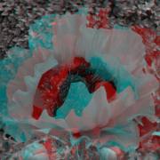 mohn mohn