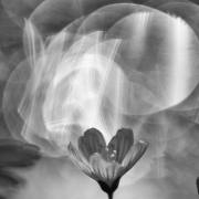 Anton Döbele: Waldsauerklee