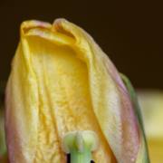 Hans-Werner Bormann: Tulpen I