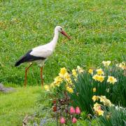 Hans-Werner Bormann: Ostermontag 2024 bei uns im Garten