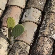 T. Muschalla: Kaktus-auf-dem-Dach