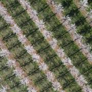 T. Muschalla: Obstbluete