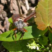 Monika Schäfer: 4 Wo. zu früh