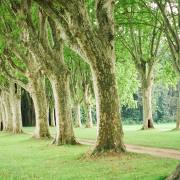 Federica Degay: Schoppenwihr