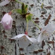 U.-Brunnmueller_Fruehling-2