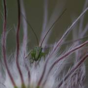 U.-Brunnmueller_Fruehling-4