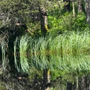 Monika Schäfer:Spiegelung