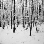 Dusan Minarik:  Wald  1